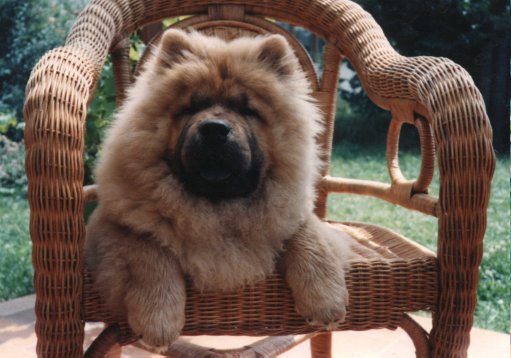 German Chow